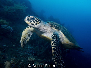 Turtle at the Alam Batu Housereef by Beate Seiler 